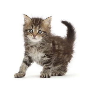 Meet your Posher, Annabelle